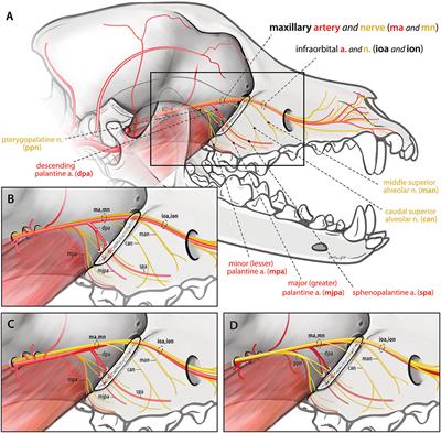 Ligation of the <mark class="highlighted">Maxillary Artery</mark> Prior to Caudal Maxillectomy in the Dog—A Description of the Technique, Retrospective Evaluation of Blood Loss, and Cadaveric Evaluation of <mark class="highlighted">Maxillary Artery</mark> Anatomy